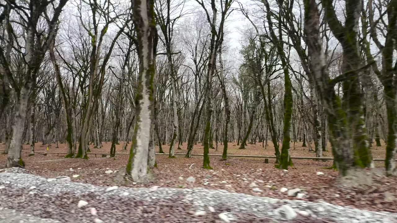 Leaveless deciduous forest in winter with mossy trunks and overcast skies