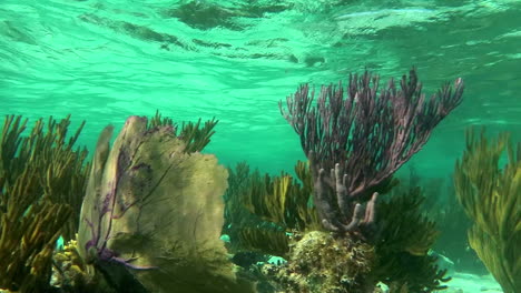 soft coral sways in an undersea environment