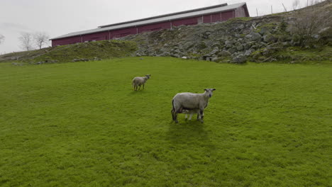 Lamm,-Das-Von-Mutterschafen-Auf-Steilen,-üppigen-Weiden-Trinkt