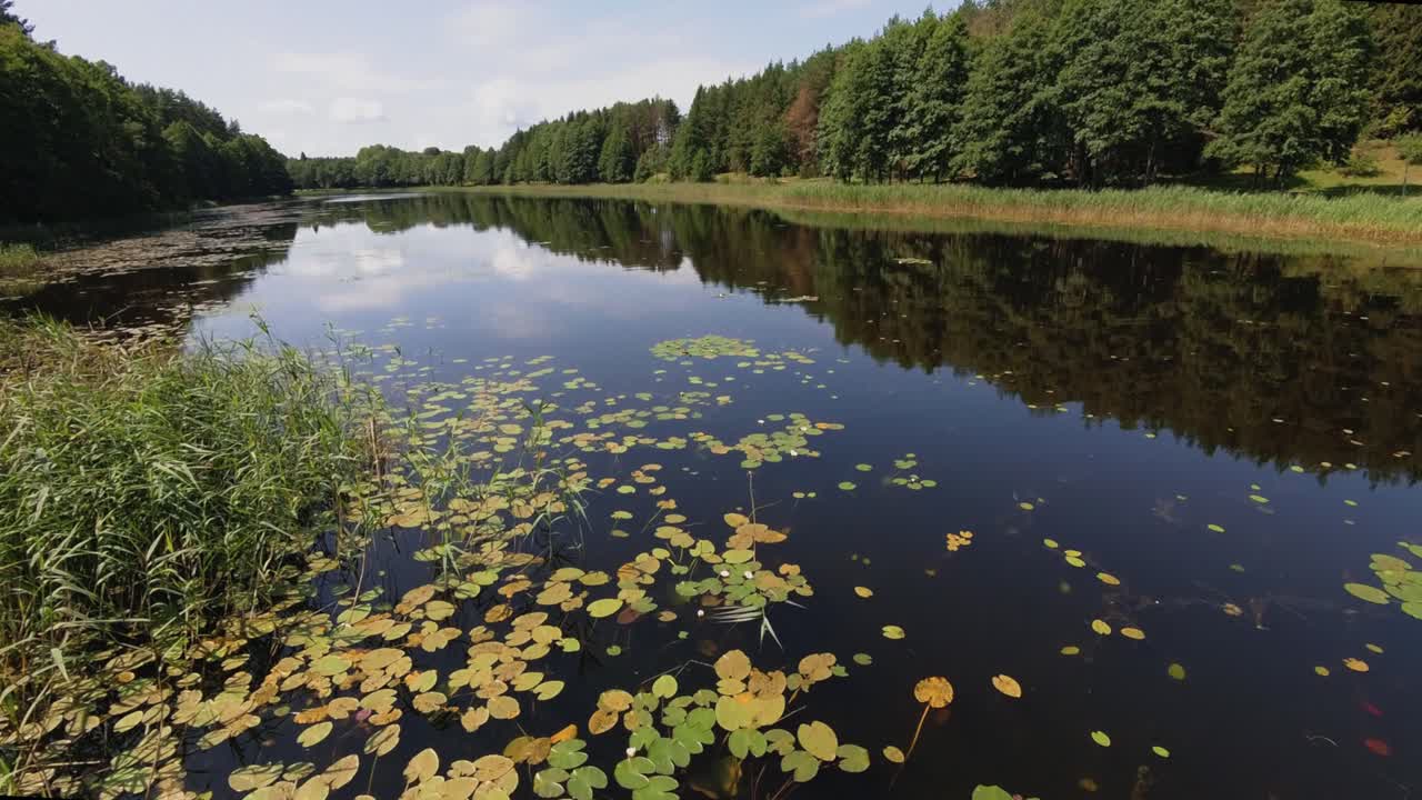 A serene lakeside view with calm water, floating lily pads, and surrounding greenery. The trees reflect on the water's surface, creating a peaceful natural scene.