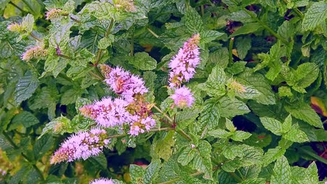 bees collecting pollen from the purplish coloured flowers growing on the green leaves of garden mint in an english garden