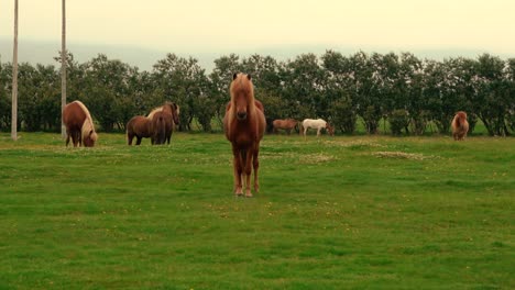 shots of friendly icelandic horses at the farm