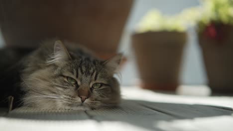 norwegian forest cat lays down relaxin in shade of potted plants on sunny day