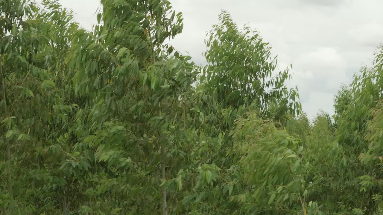 유칼립투스 농장은 자연 바람 속에서 산업을 위해 성장했습니다.