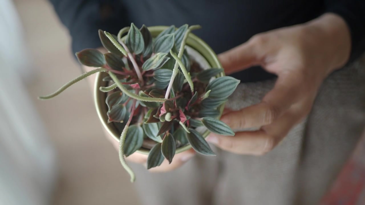 Persona che tiene una pianta d'appartamento di Peperomia in vaso
