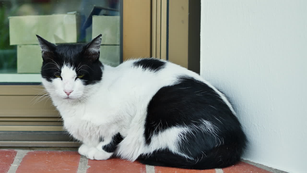 White cat with black spots sitting in front of a door