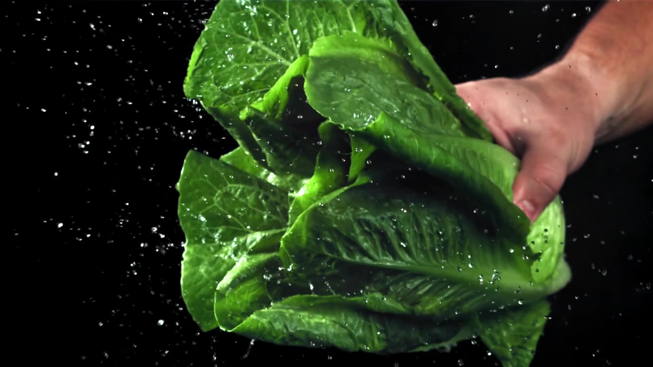 Mano che tiene lattuga romana fresca con acqua che schizza al rallentatore