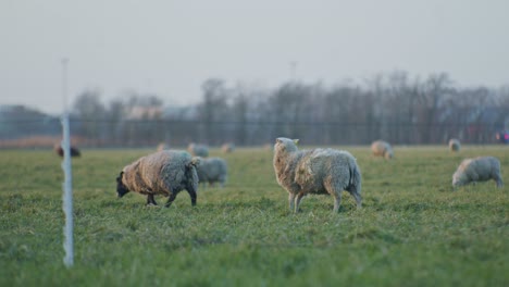 black and white dollies sheep livestock animals grazing on a meadow field at the daytime eating grass