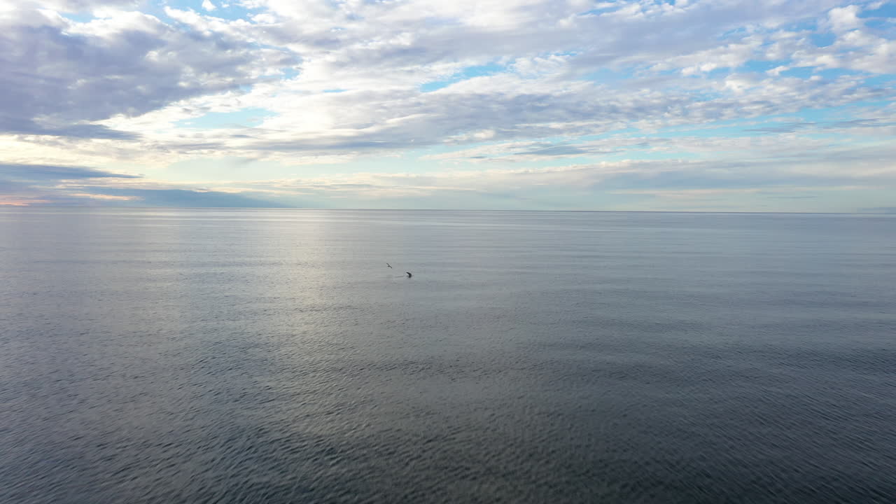 공중: 아름다운 발트해의 표면에서 쉬고 있는 두 마리의 물새 갈매기를 향해 날아갑니다.