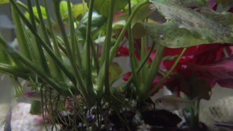 Coloridos-Peces-Tropicales-En-El-Acuario-De-Agua-Clara-Con-Maderas-Flotantes,-Gravas,-Plantas-Verdes-Y-Rojas