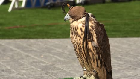 falcon at falcon souq doha