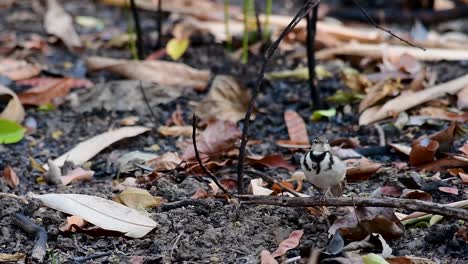 La-Lavandera-Del-Bosque-Es-Un-Ave-Paseriforme-Que-Se-Alimenta-De-Ramas,-Terrenos-Forestales,-Moviendo-La-Cola-Constantemente-Hacia-Los-Lados