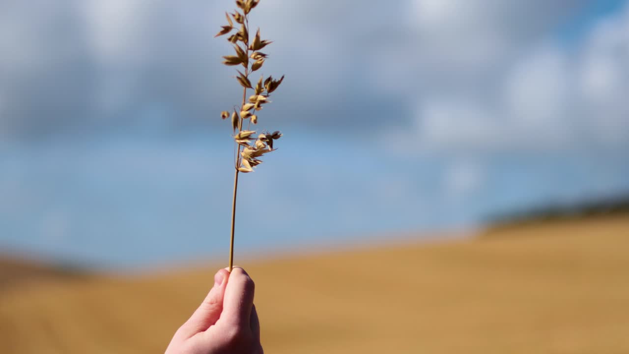 la mano sosteniendo el trigo en un campo ventoso