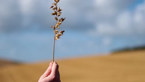 hand holding wheat in windy field