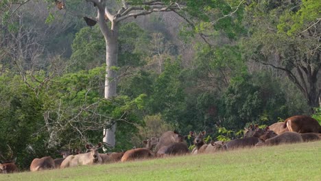 Manada-Descansando-Sobre-La-Hierba-Durante-La-Tarde,-Dos-Hembras-Se-Paran-Y-Caminan-Hacia-La-Izquierda