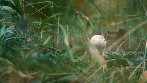 Poisonous-mushroom-in-woods-at-light-season-field-background-in-autumn-vibes.