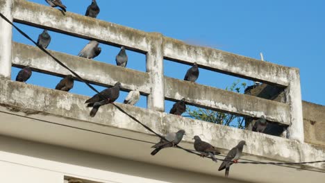 Some-pigeons-swinging-on-a-wire,-with-other-perched-behind-them-on-a-dirty-house