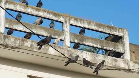 some pigeons swinging on a wire, with other perched behind them on a dirty house