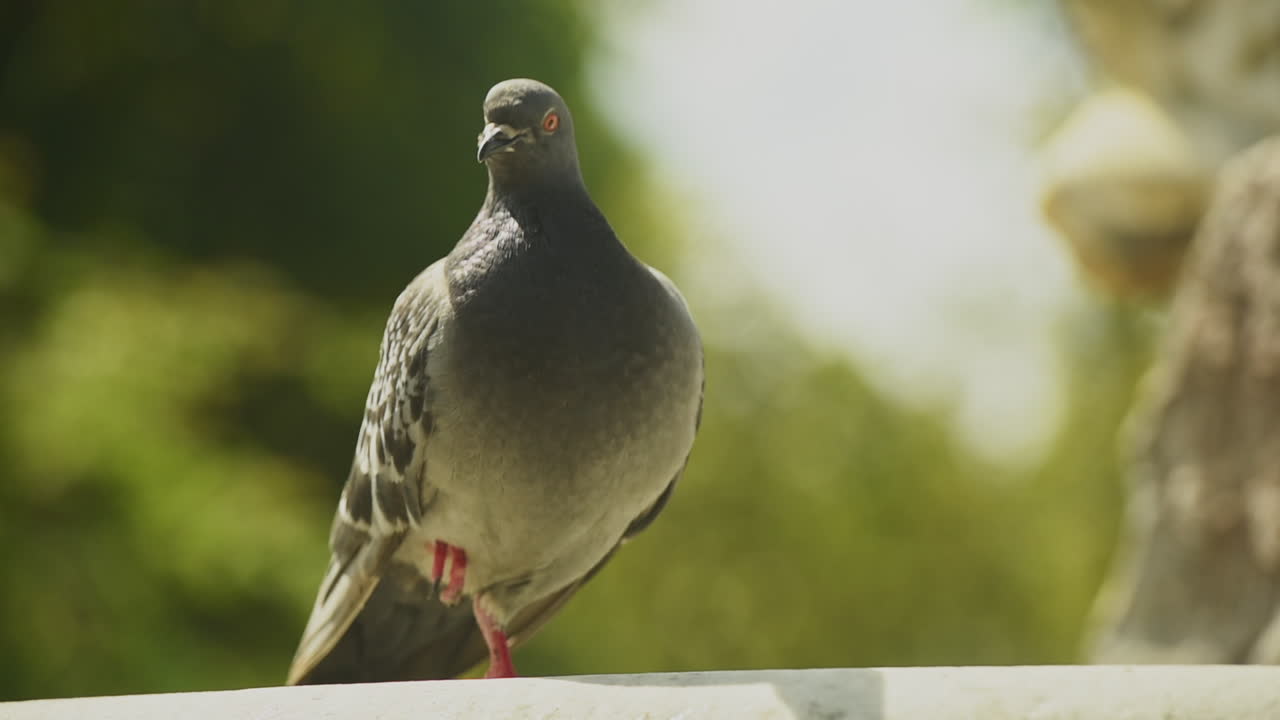 A pigeon looks at the camera curiously