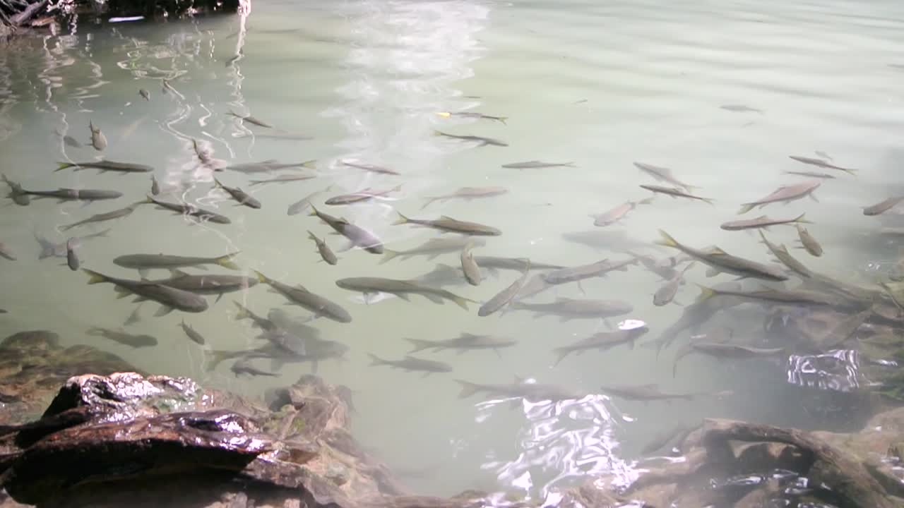 표면을 따라 부드러운 파도와 나무의 쾌적한 반사와 함께 시원한 수영장에서 휴식을 취하는 물고기