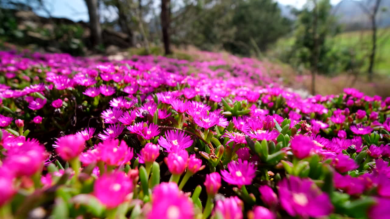 Vibrant pink flower carpet of iceplant (delosperma) covering rocky terrain, pan