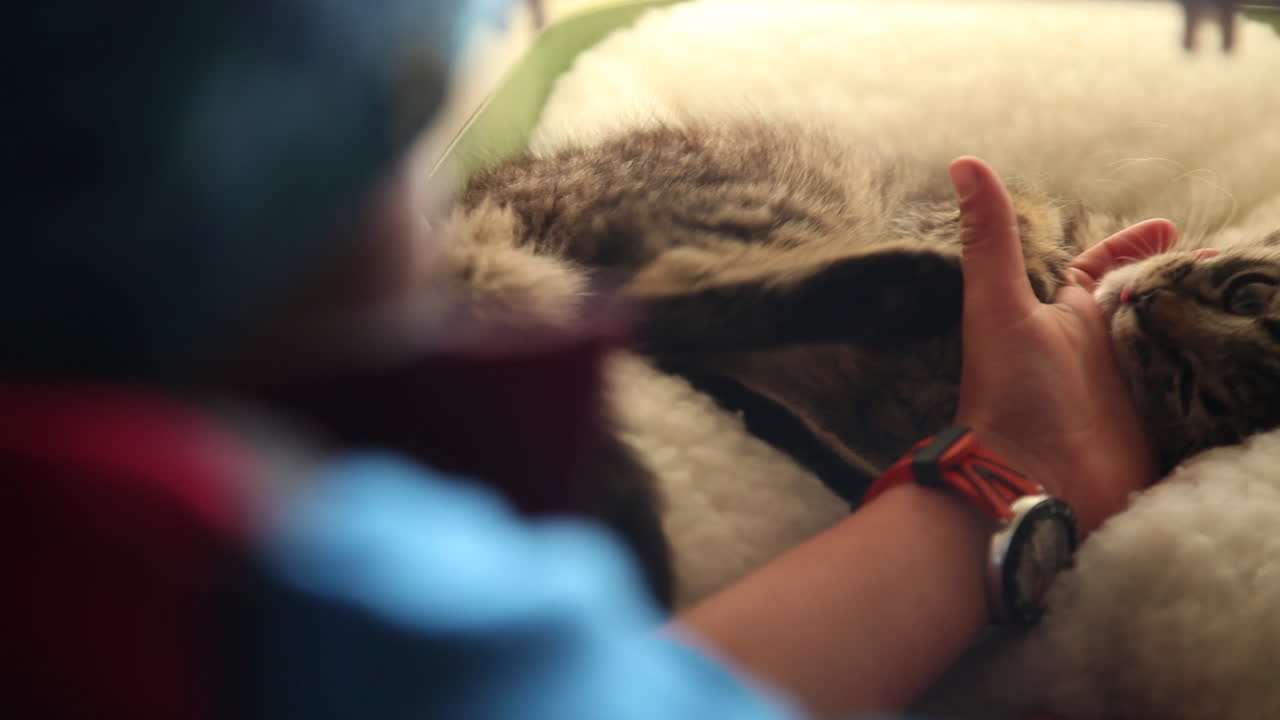 jugando con el gato en la caja del transportador mordiendo la mano