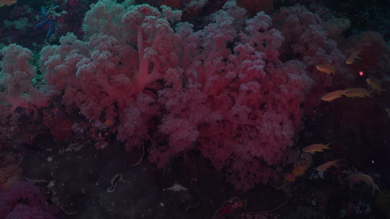 Coralli molli rosa e pesci di barriera in primo piano