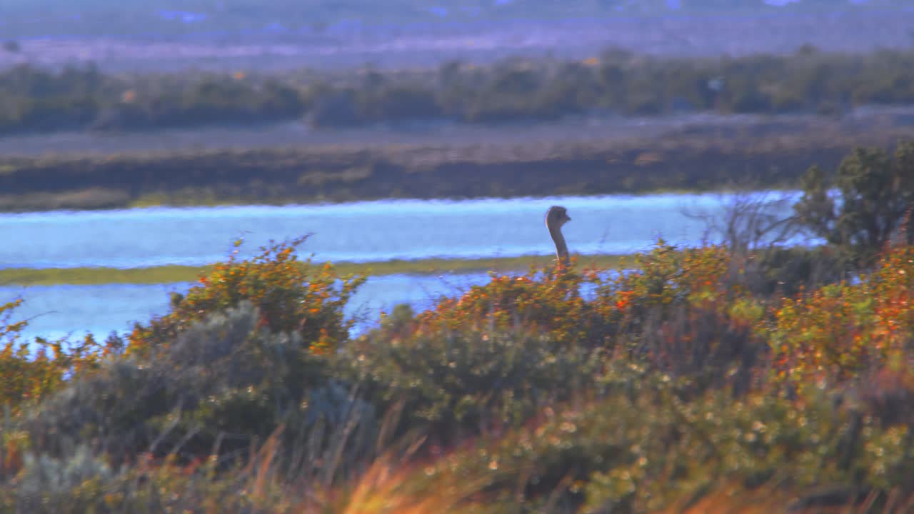 solo rhea pájaro no volador corriendo a través de los coloridos prados en las orillas del mar en cámara lenta