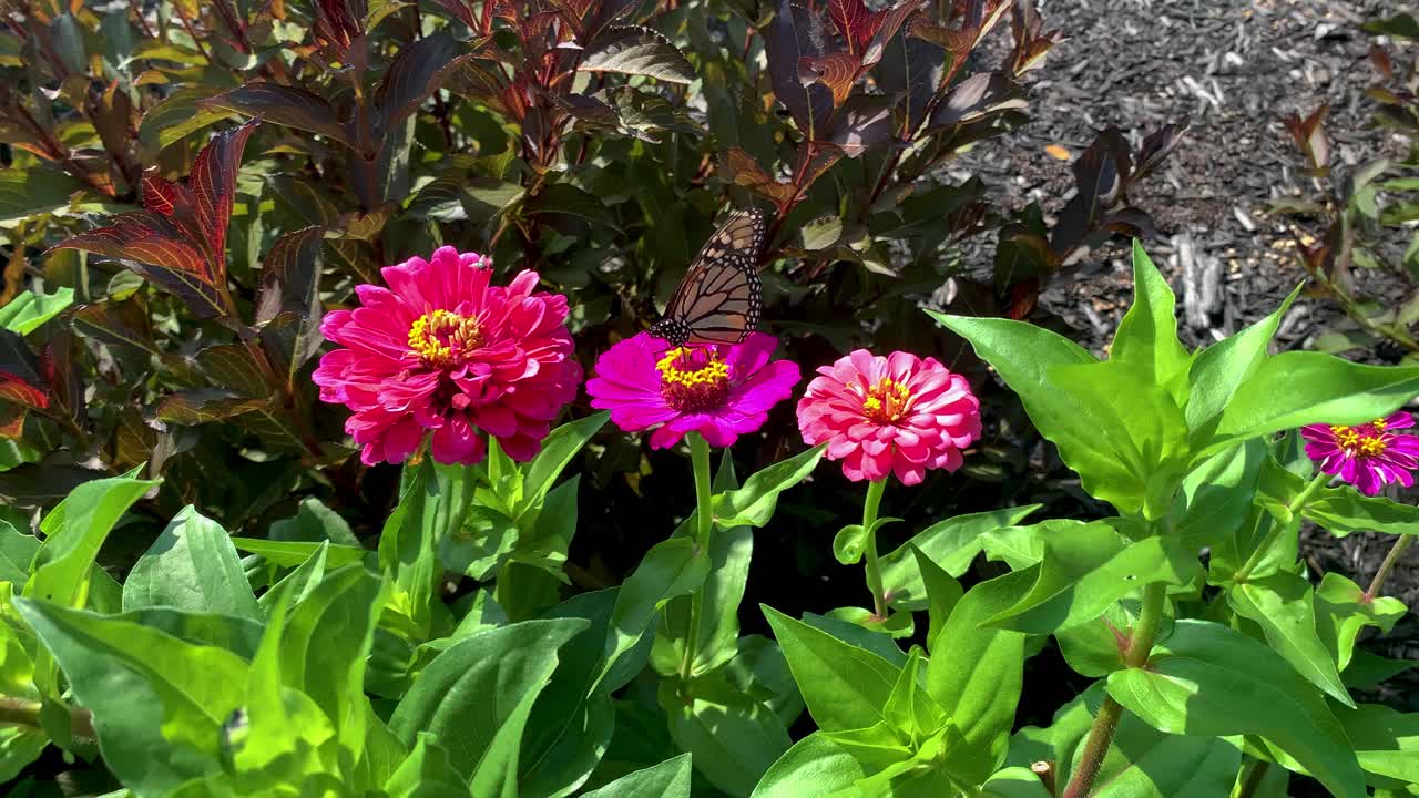 Monarch Butterfly - A monarch butterfly feeding on pink Zenia flowers in a Summer garden