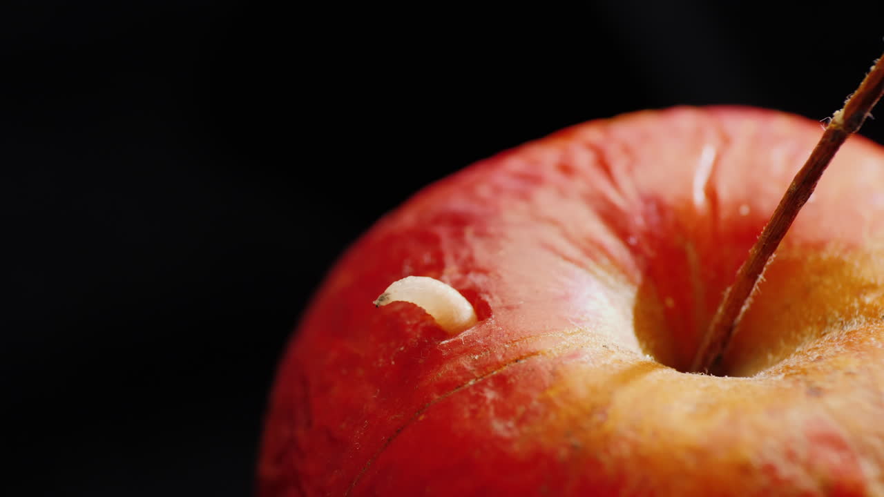 벌레가 썩은 사과에서 기어나온다 2