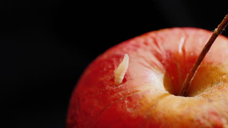 gusano sale de una manzana podrida 2