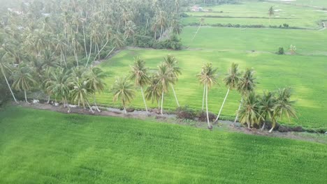 Vista-Aérea-Hacia-Abajo-De-Los-Arrozales-Verdes-Con-Cocoteros-En-Kuala-Muda,-Kedah.