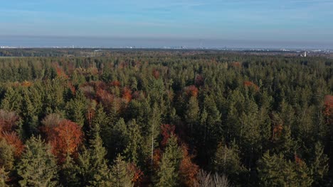 aerial view at the skyline of munich behind a conifer forest in the autumnal season