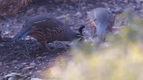 codorniz de california macho comiendo en cámara lenta