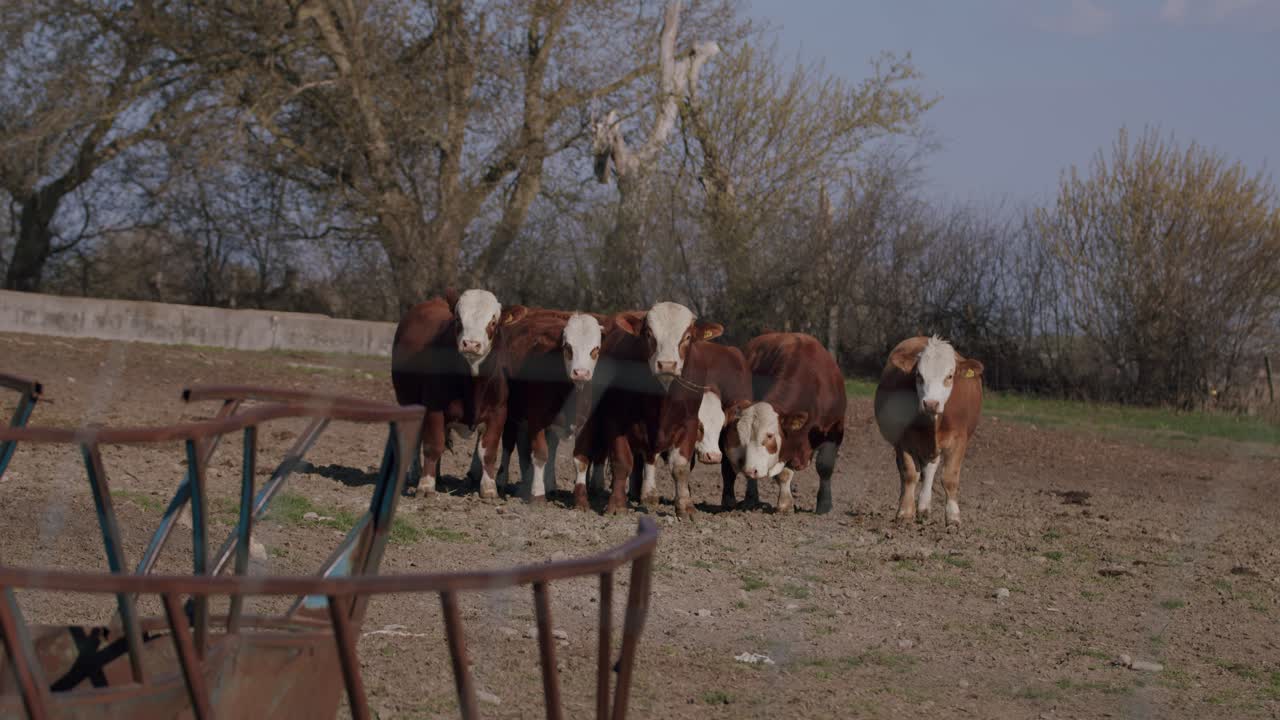 A group of grass fed organic beef bull cows standing in a group in their pasture at a beef farm outside the greater Toronto area.