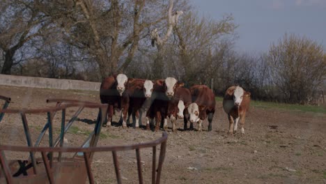 a group of grass fed organic beef bull cows standing in a group in their pasture at a beef farm outside the greater toronto area.