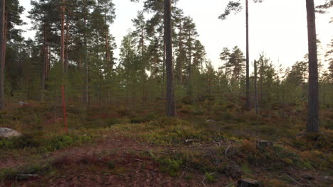 Backwards-move-in-deep-forest-revealing-more-trees-and-a-red-stick