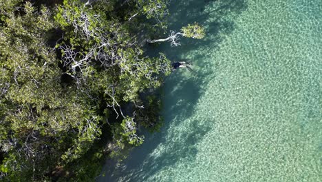 female swimmer drifts slowly down a clear water ocean estuary exploring a mangrove forest