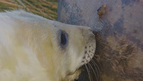 In-the-Atlantic-grey-seal-breeding-season,-newborn-pups-with-white-fur-find-warmth-and-care-from-their-mothers-in-the-November-sun