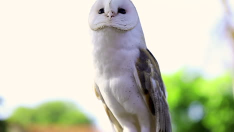 slow motion clip of a white owl raising its head looking around for something with big black eyes, close up, wildlife animals