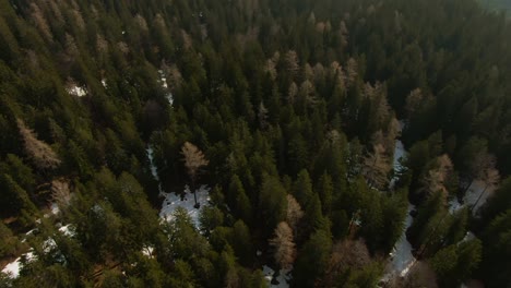 forest in the mountains