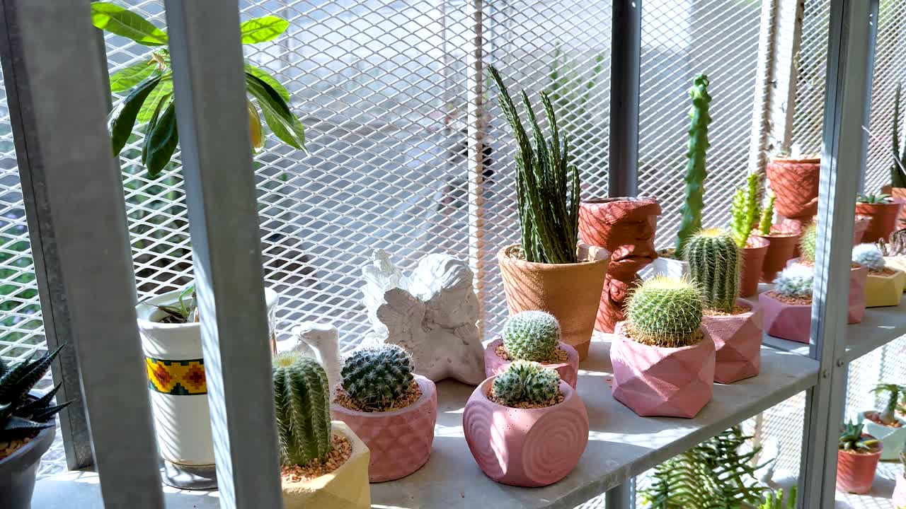 온실에 배열 된 티와 수풀