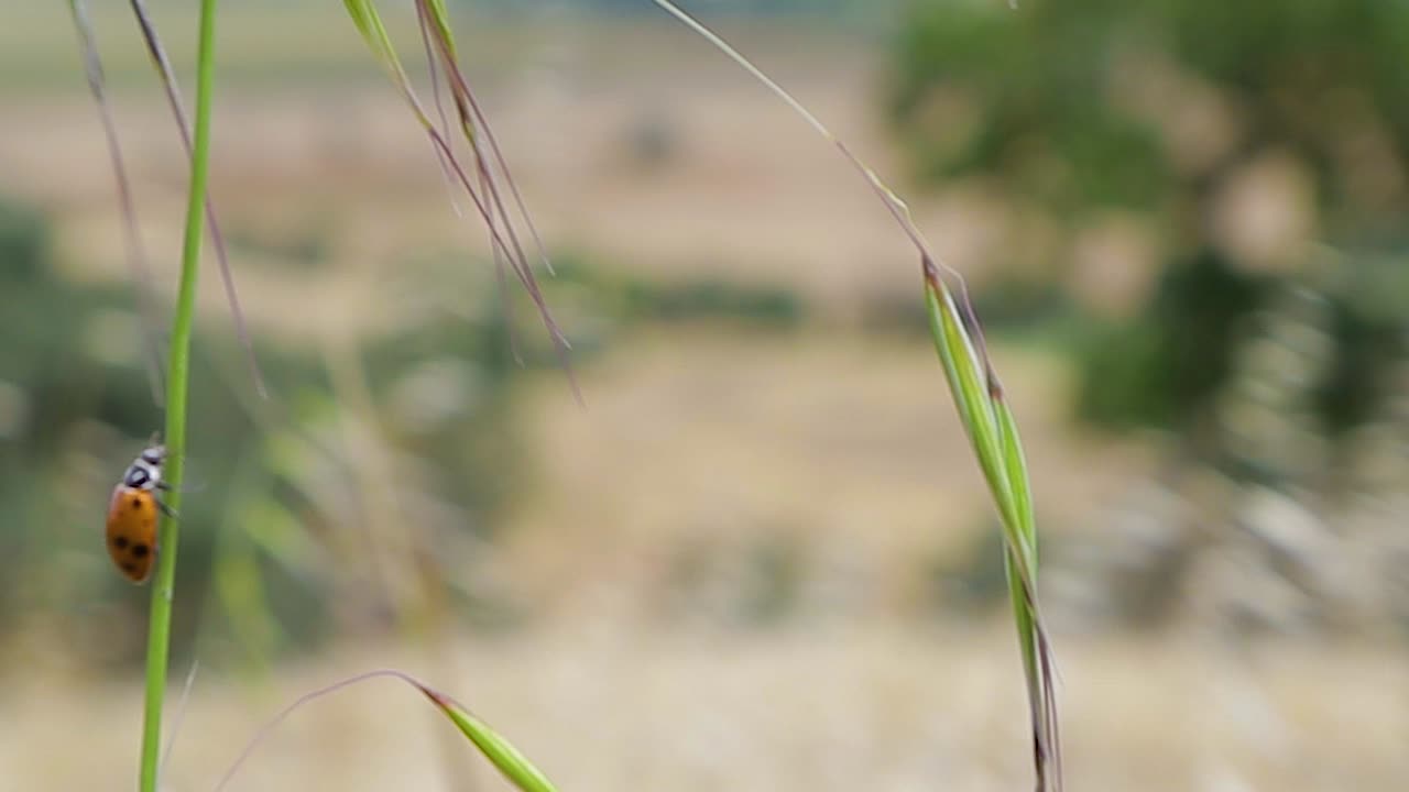 폐쇄형 비디오, 슬로우 모션, 푸른 잎을 기어오르는 예쁜 빨간 무당벌레, 배경의 황금빛 캘리포니아 언덕과 열린 공간 보호 구역에서 하이킹하는 동안 초점이 흐려진 푸른 하늘