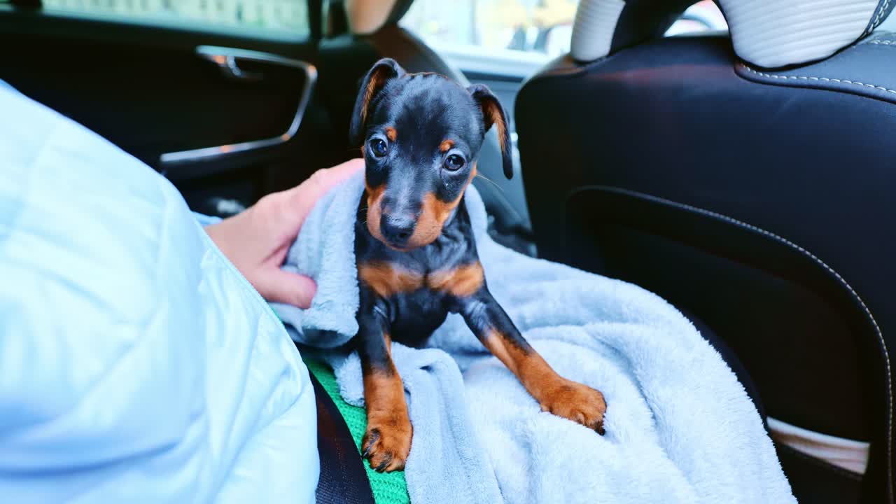 A tiny Miniature Pinscher puppy is wrapped in a cozy blanket inside a car, 4K