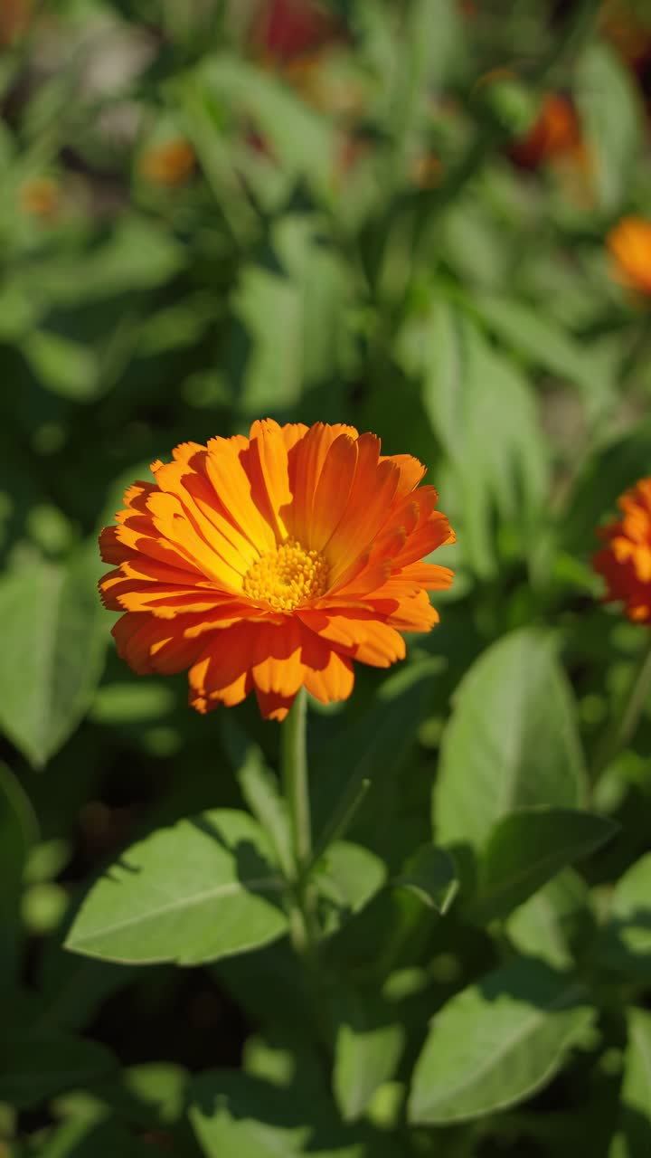 Primo piano di un vivace fiore arancione in un giardino, ripreso dal basso