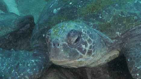 Una-Vista-única-De-Primer-Plano-Bajo-El-Agua-De-Una-Gran-Tortuga-Marina-Tendida-En-El-Fondo-Del-Océano