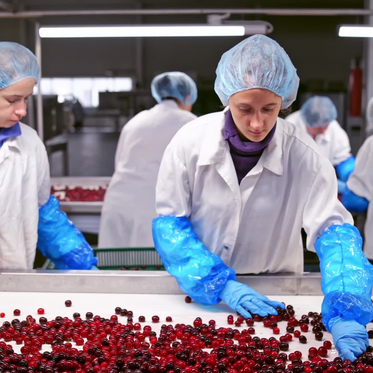 Cherries on a wet conveyor belt