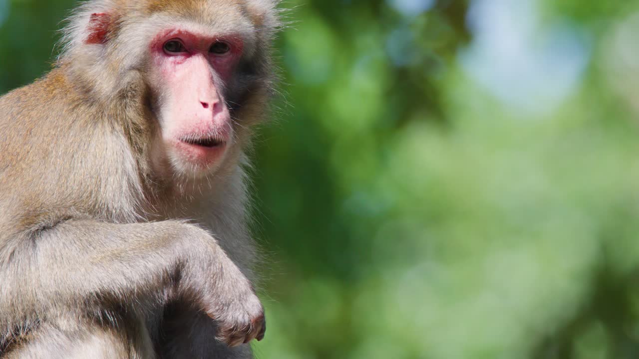Rhesus macaque intently eats fruit on log, natural daylight, shallow depth, soft forest background