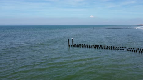 pájaro blanco aterrizando en un poste de un largo groyne en una playa en los países bajos