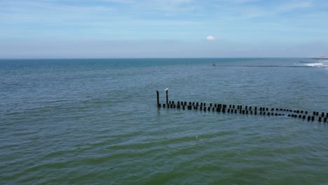 white bird landing on a pole of a long groyne at a beach in the netherlands